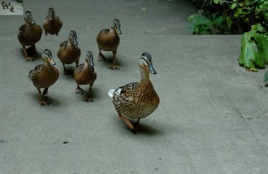 leadership Leadership by pedrosimoes7 via Flickr